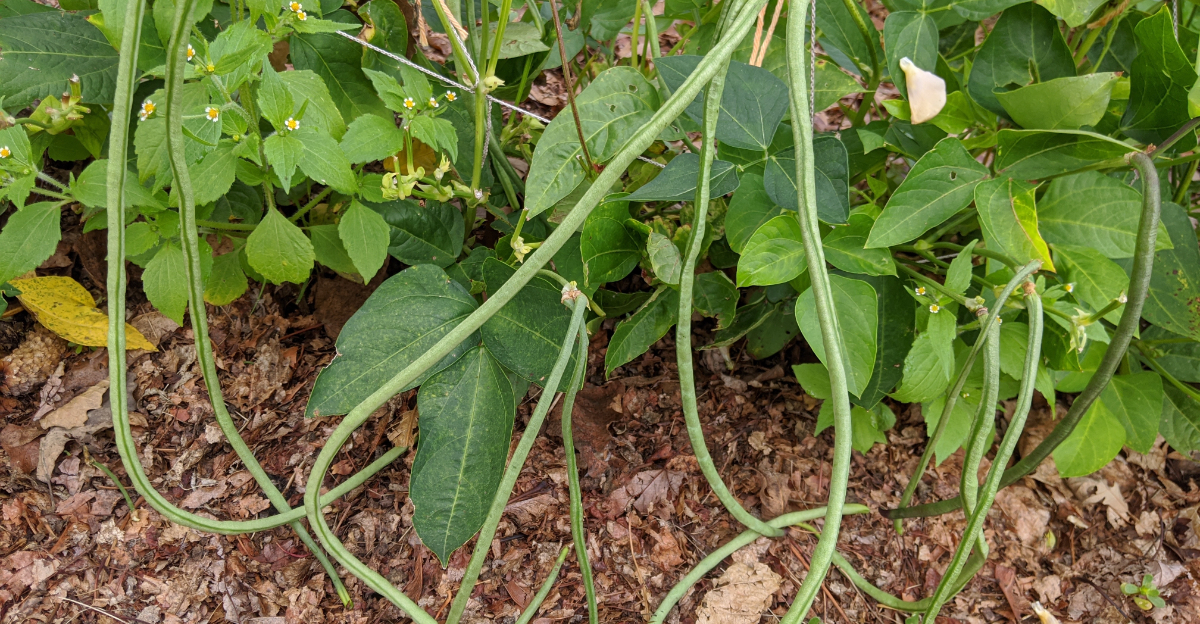 Vegetables (featured image)