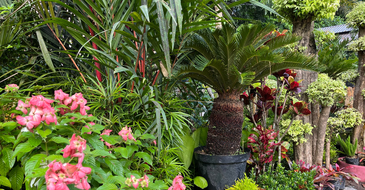 tropical plants