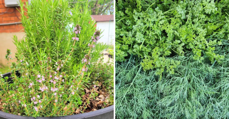 The Best Herb Pairings To Grow Together In Pots In Georgia