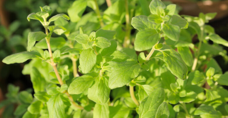 herb (featured image)