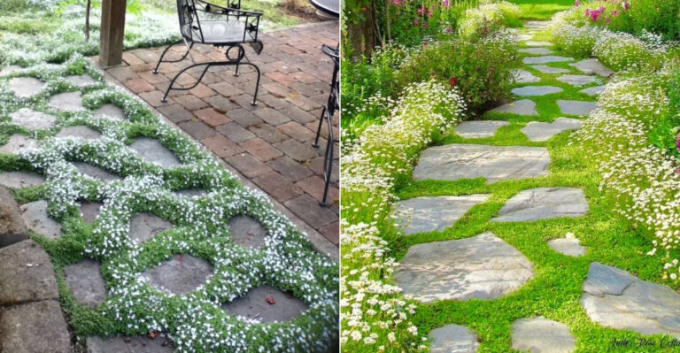 The Best Low-Growing Plants For Oregon Walkways That Stay Tidy