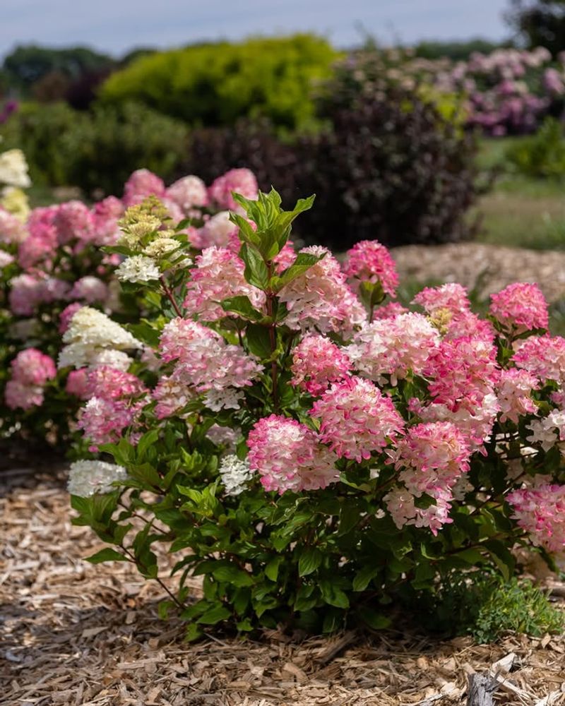 The Best Mulch Materials For NC Gardens