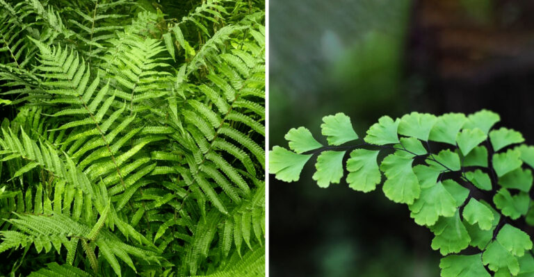 The Best Native Georgia Ferns For Shade Gardens With Very Little Maintenance
