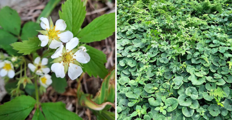 The Best Native Michigan Ground Covers For Slopes That Are Too Steep To Mow
