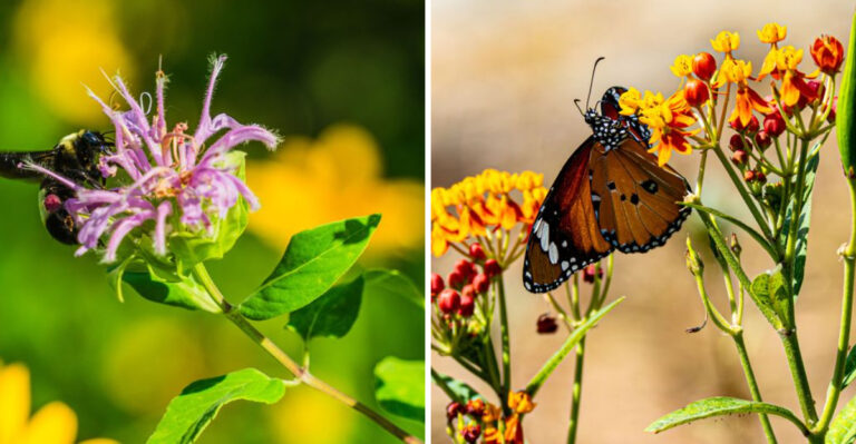 The Best Native Missouri Plants For Bringing Bees Back To Your Garden