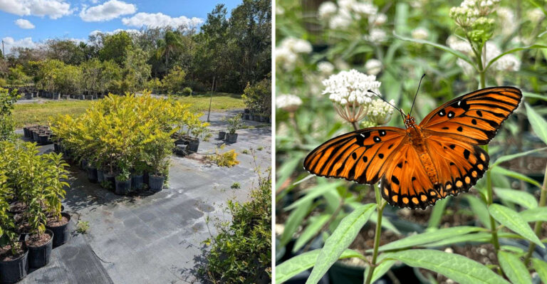 native nurseries