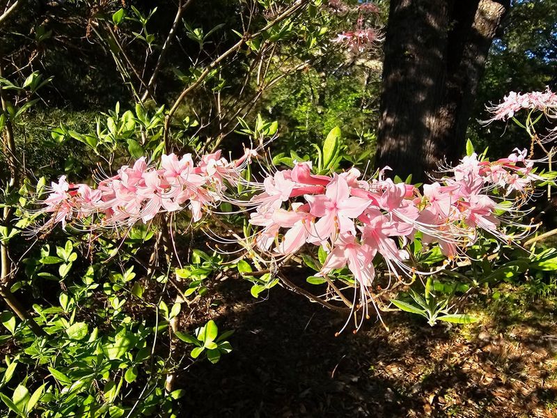The Best Native Plants To Grow In The Texas Piney Woods The Best Native Plants To Grow In The Texas Piney Woods