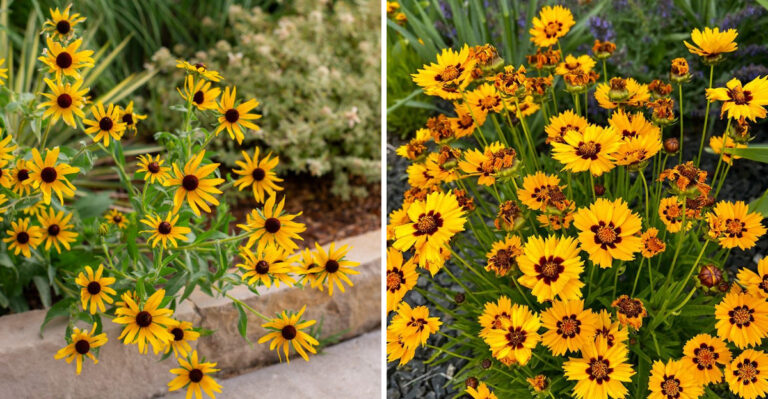 black eyed susan and coreopsis