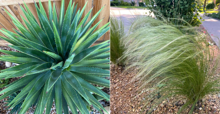 The Best Plant Shapes To Mix In California Front Yards For Year-Round Structure