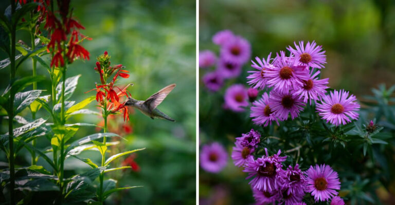 The Best Plants For Attracting Fireflies To Your Missouri Yard