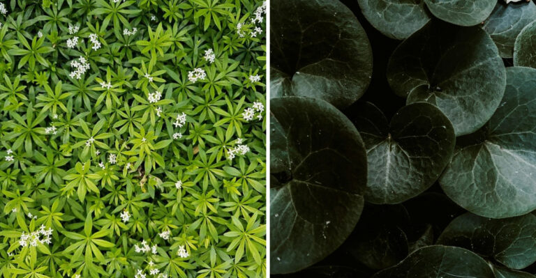 The Best Plants For Shady Spots Where New York Lawns Give Up