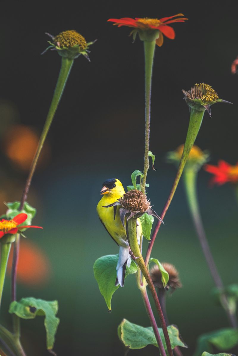 The Best Plants To Grow If You Want More Goldfinches The Best Plants To Grow If You Want More Goldfinches