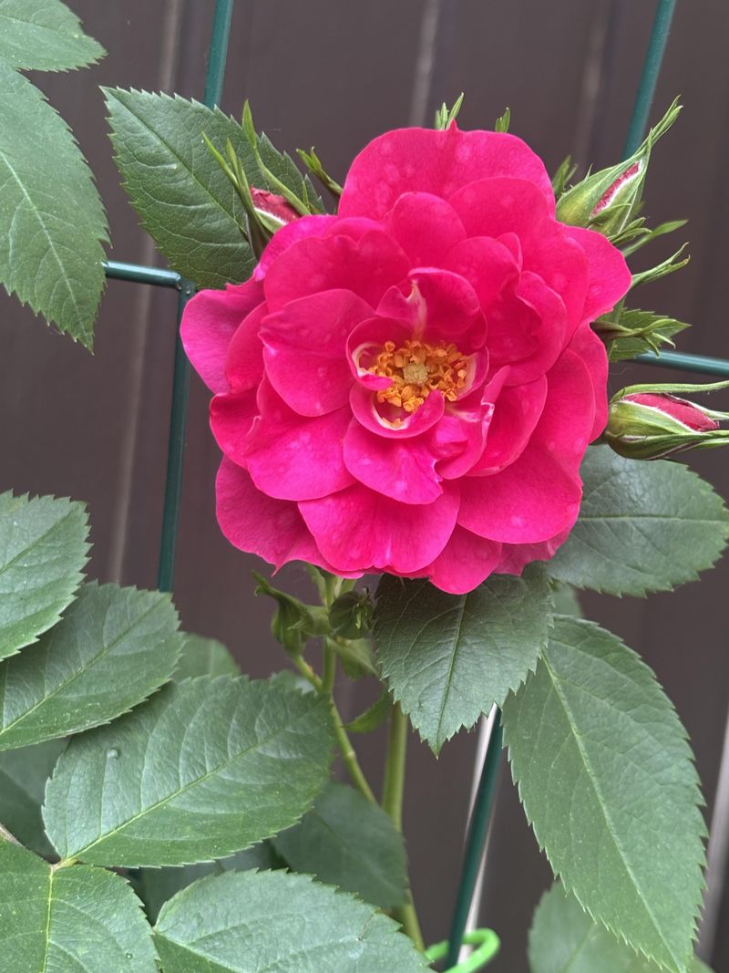 The Best Rose Varieties For Minnesota Gardens