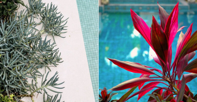 The Best Set-And-Forget California Plants For Around A Pool That Stay Neat On Their Own