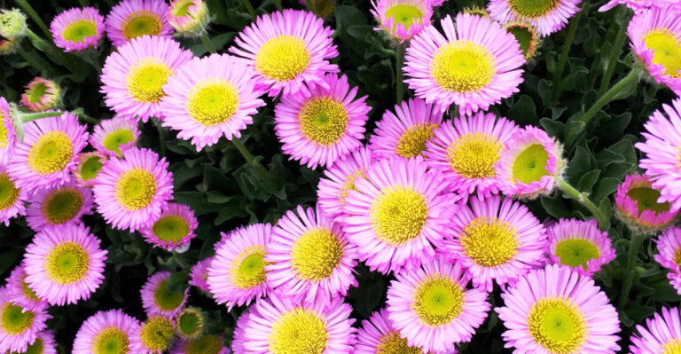 The Best Set-And-Forget California Plants For New Homeowners Who Don’t Know Where To Start