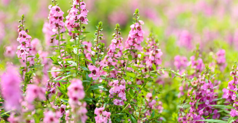 angelonia
