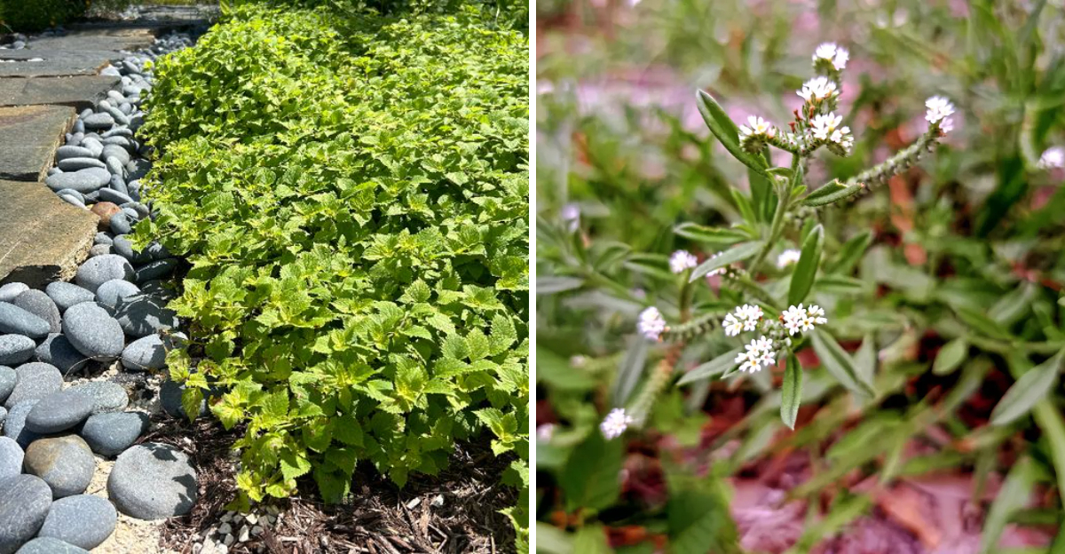 creeping sage and pineland heliotrope