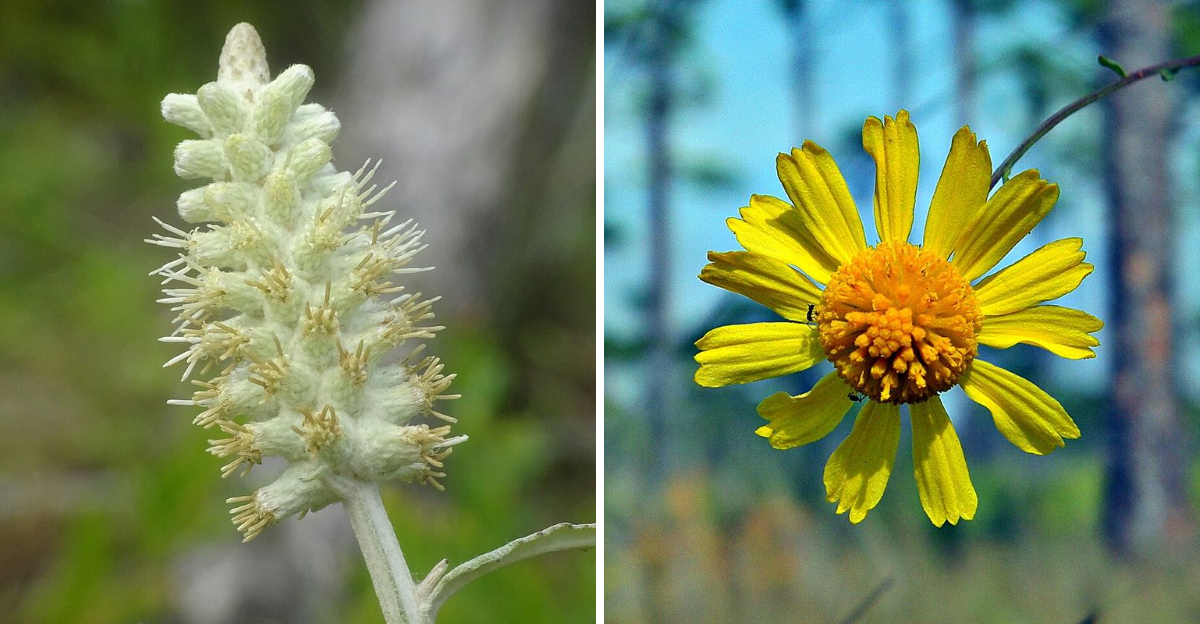 Blackroot and Coastalplain Honeycombhead