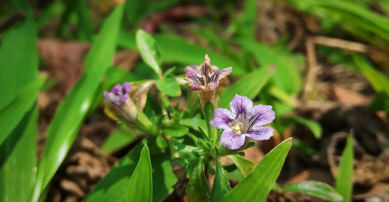twinflower