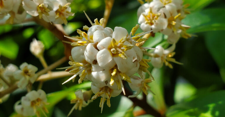 Marlberry