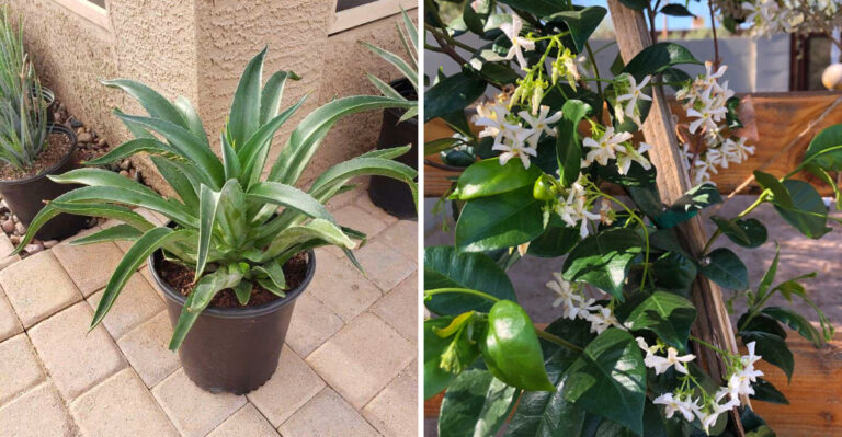 The Best Shade Plants For Arizona Patios That Actually Survive Summer