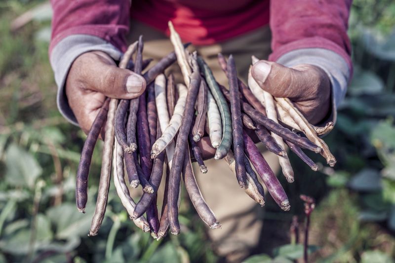 The Best Southern Pea Varieties For Virginia Gardens