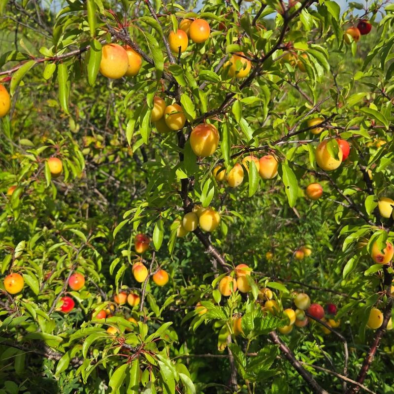 The Best Spot Is A Sunny Edge With Room To Spread