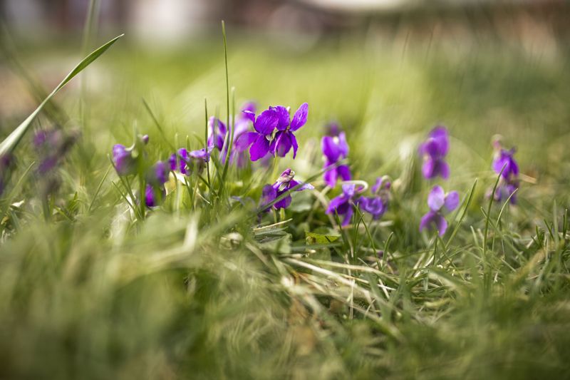 The Best Spots In Your Yard To Let Blue Violet Thrive The Best Spots In Your Yard To Let Blue Violet Thrive