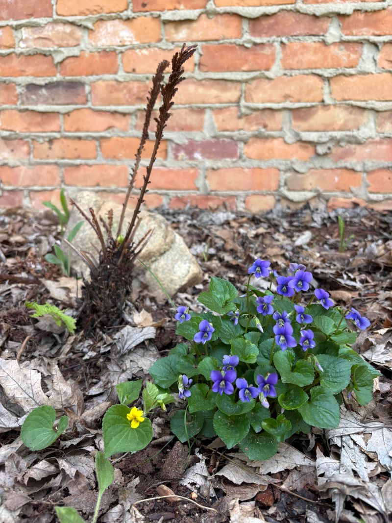 The Best Spots In Your Yard To Let It Grow The Best Spots In Your Yard To Let It Grow