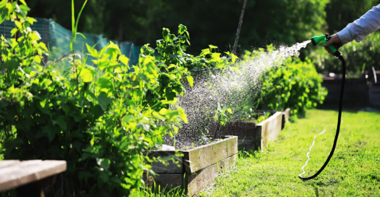 The Best Time Of Day To Water Plants During A Michigan Heat Wave