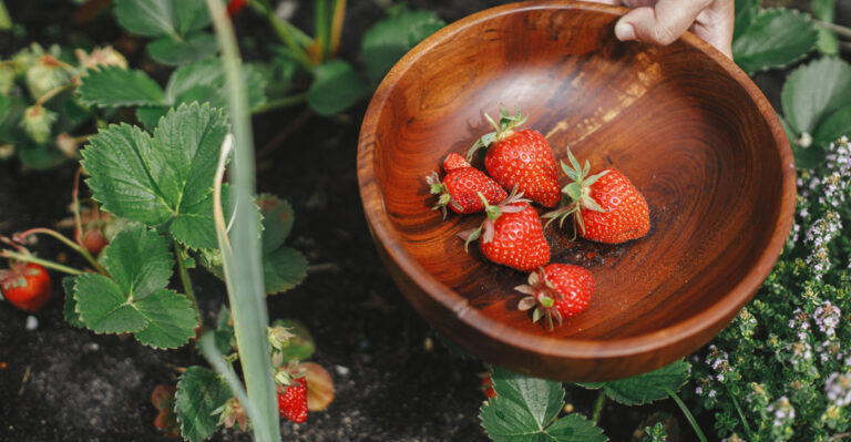 picking strawberries