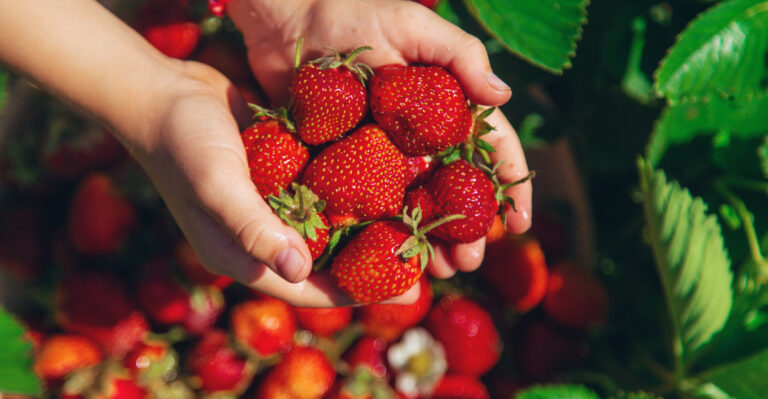 picking strawberries