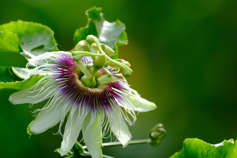 The Best Time To Plant Passionflower Vine In Virginia The Best Time To Plant Passionflower Vine In Virginia