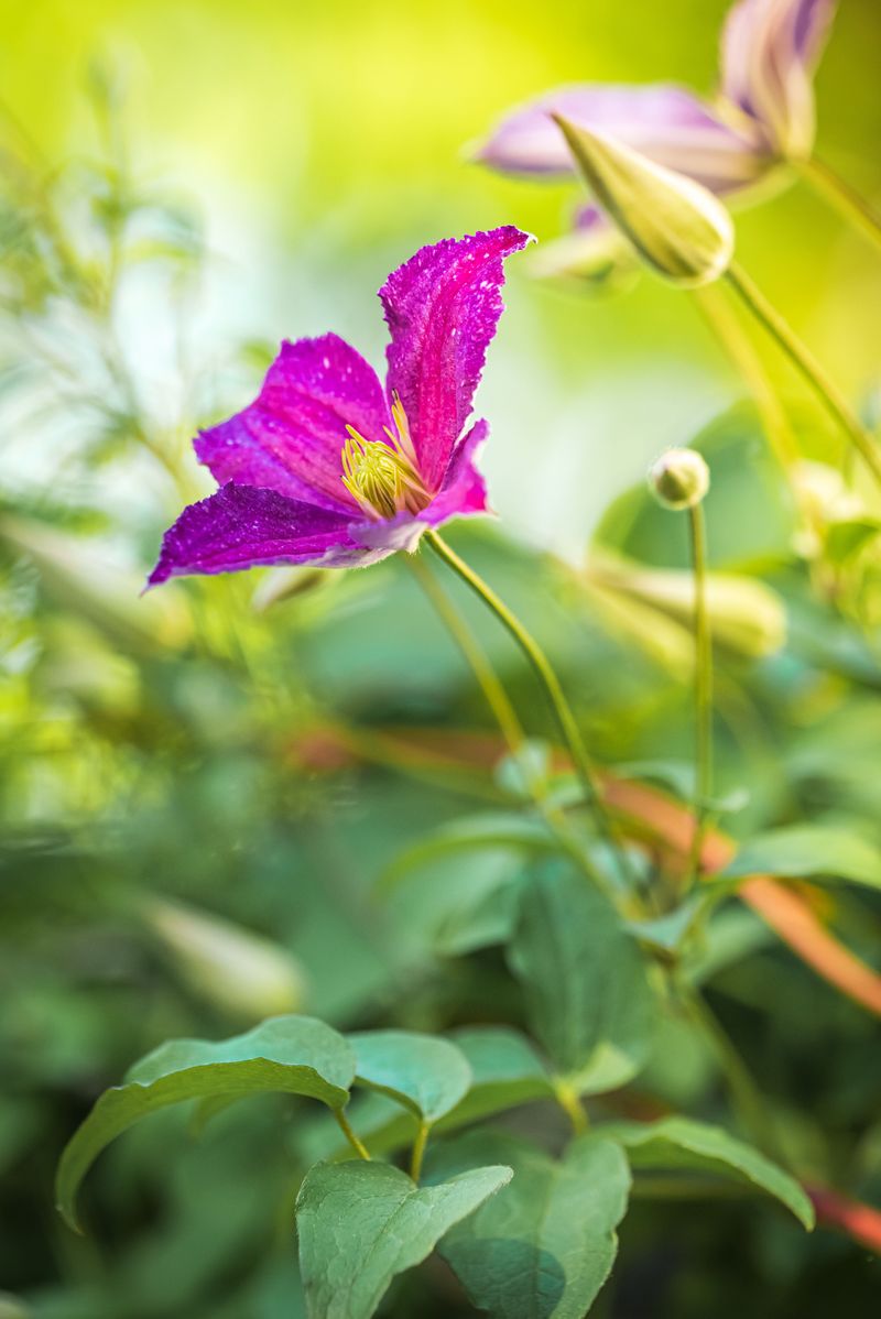 The Best Time To Prune Clematis In Tennessee