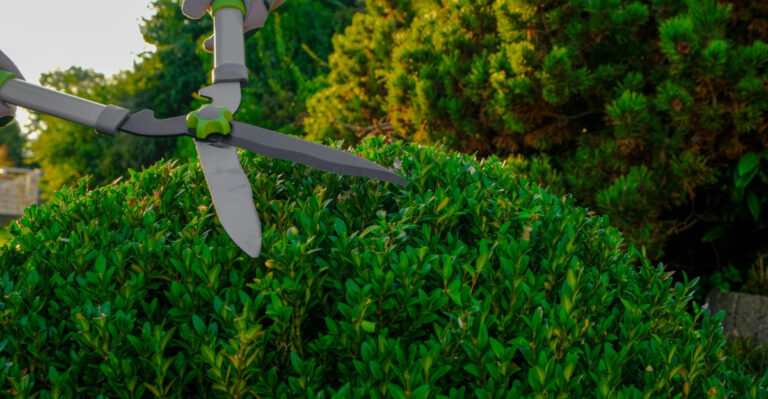 The Best Time To Shape Ohio Boxwoods After The Spring Flush