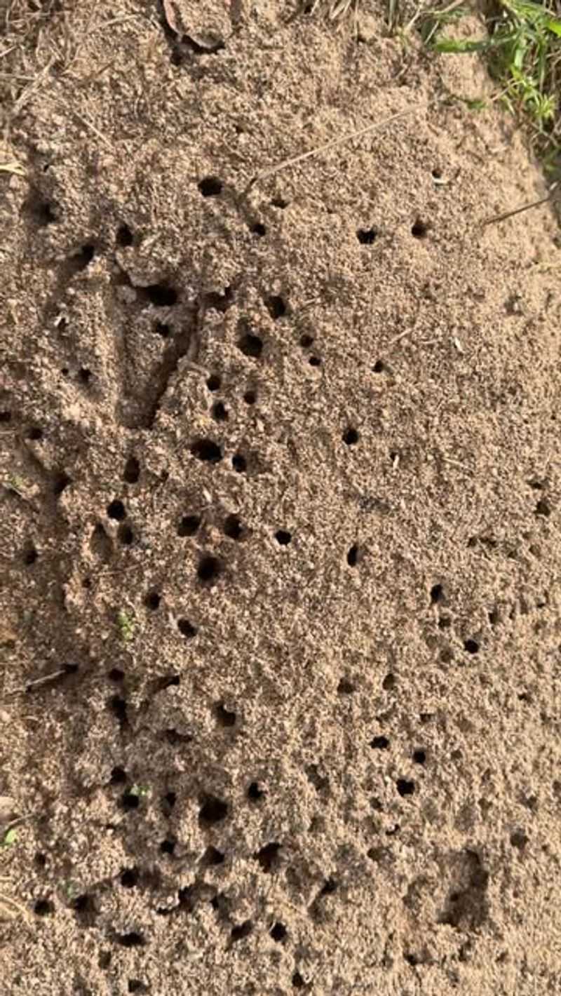 The Best Time To Treat Fire Ant Mounds In Missouri The Best Time To Treat Fire Ant Mounds In Missouri