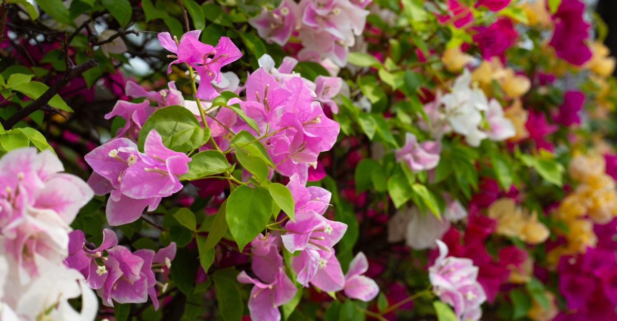 Bougainvillea (featured image)