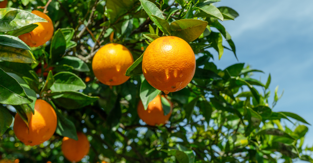 citrus tree (featured image)