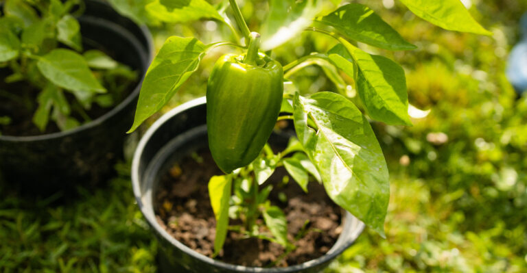 vegetables (featured image)