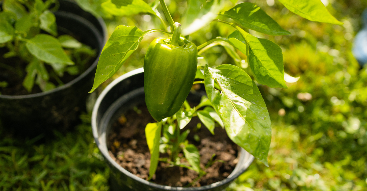 vegetables (featured image)