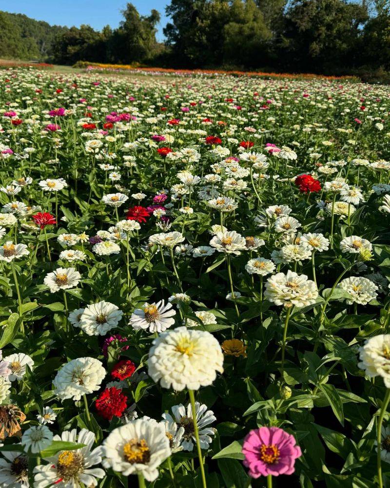 The Best Way To Experience It Is Seasonal Picking Straight From The Field