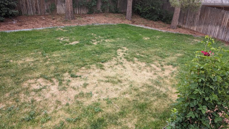 The Best Way To Treat A Lawn That Is Struggling From Below The Best Way To Treat A Lawn That Is Struggling From Below