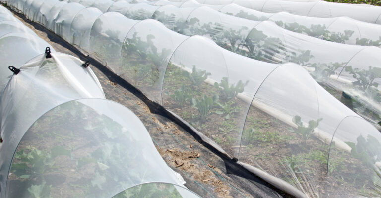 The Best Ways South Dakota Gardeners Protect Vegetable Beds During The Driest Start To Summer In Years