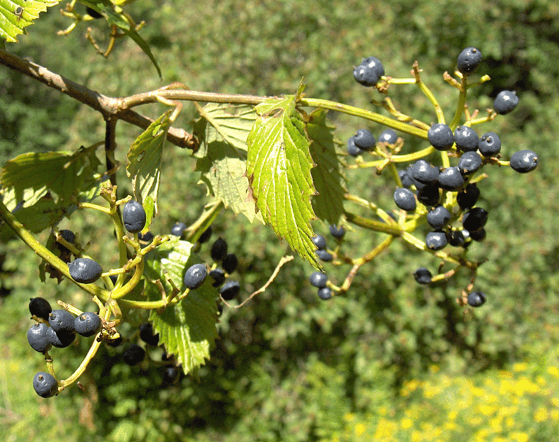 The Best Wildlife Shrub Is Hiding In Plain Sight The Best Wildlife Shrub Is Hiding In Plain Sight