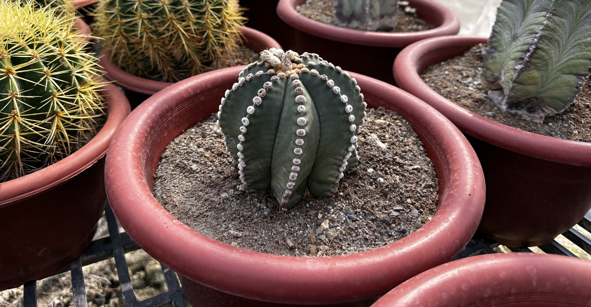 cactus (featured image)