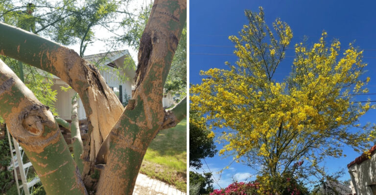 The Biggest Mistakes Arizona Gardeners Make With Palo Verde Trees