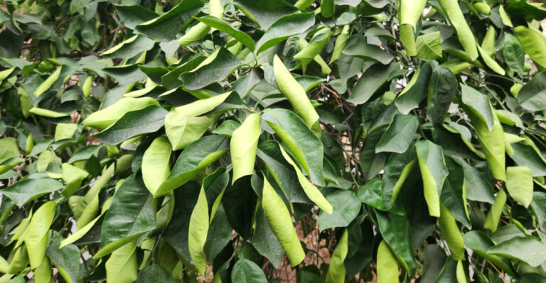 The Biggest Mistakes California Gardeners Make With Citrus Trees In Summer