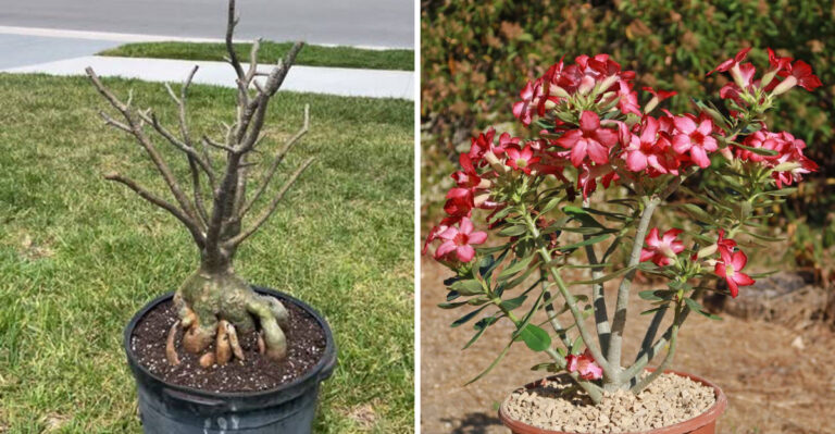 desert rose