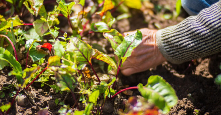 The Biggest Mistakes Some Florida Gardeners Make After A Heat Wave