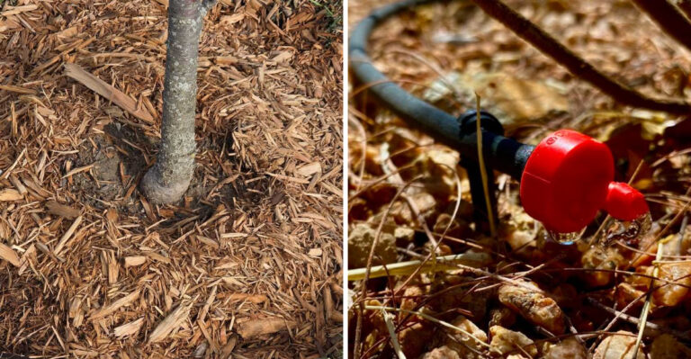 The Biggest Summer Landscaping Mistakes Arizona Homeowners Make In June